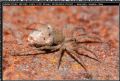 Trabea sp.